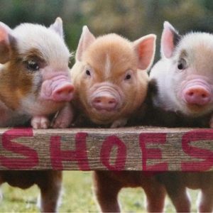 🐷 Shoes & Boots 🐷